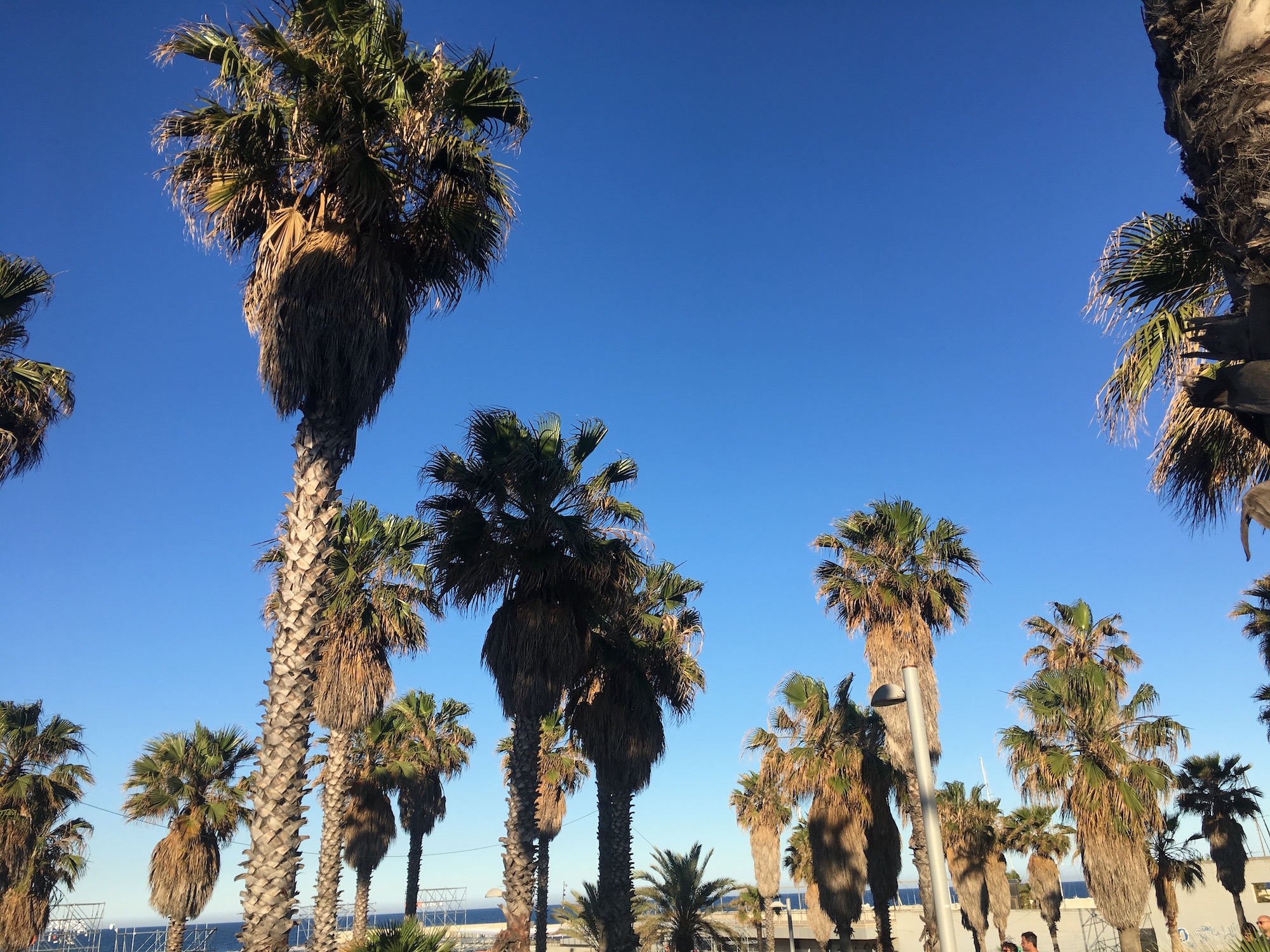 palm trees in Barcelona beach